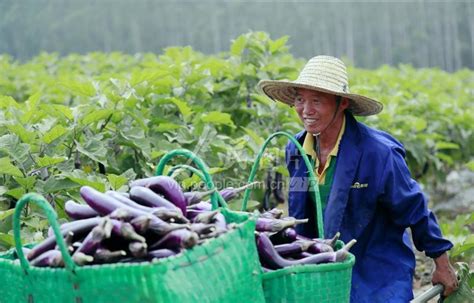 广西扶绥：采收茄子 供应市场-人民图片网