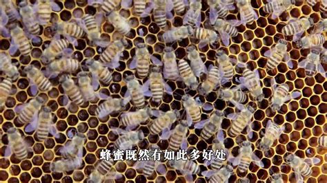 蜜蜂的知识、图片、关于蜜蜂的常识、百科 - 神农千馐