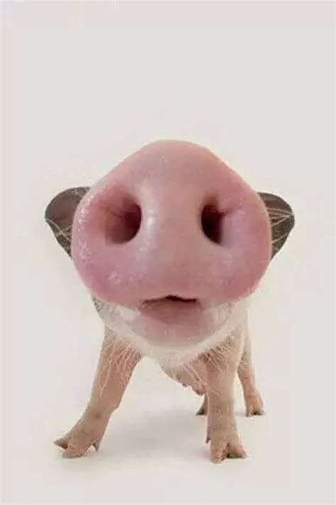 一组猪猪的可爱表情包_猪表情包 - 发表情 fabiaoqing.com