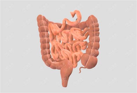 科研人体医学器官小肠大肠模型免费下载 c4d模型