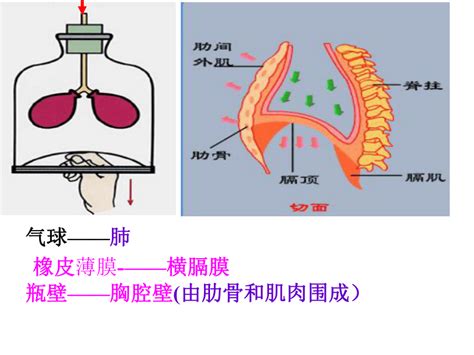 图171 呼吸系统(示意图)-人体解剖-医学