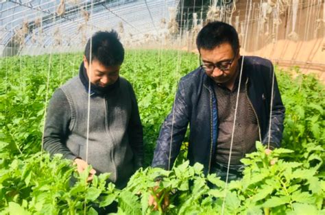 平罗县：新技术推广显“身手” 瓜菜产业促增收-宁夏新闻网