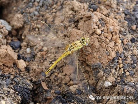 湿地水质检测昆虫是什么（蜻蜓：监测水质是否污染的"指示昆虫"） | 说明书网
