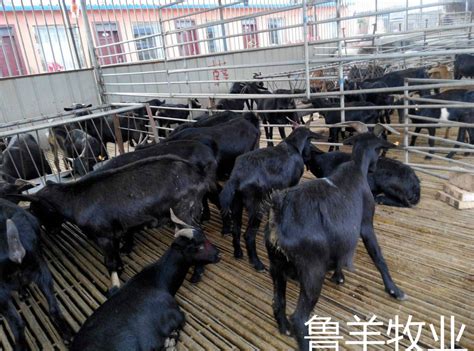 黑山羊的品种，沧山黑山羊是国家推广的肉用山羊品种 - 农宝通