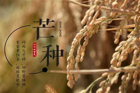 割麦子诗词七绝,小麦丰收打油诗,描写麦子丰收的诗句(第3页)_大山谷图库