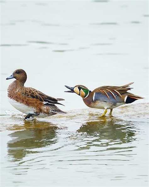 青头潜鸭：鸟纲，国家三级保护动物