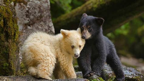 大熊雨林中一只柯莫德熊幼崽跟它的同胞挤在一起，加拿大 (© Ian McAllister/Offset) @20200410 ...