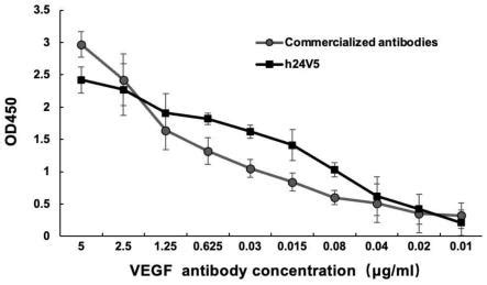 VEGF抗体及其应用的制作方法