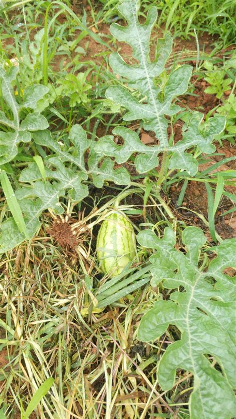 西瓜的种植方法（怎么种出又大又甜的好西瓜） – 碳资讯