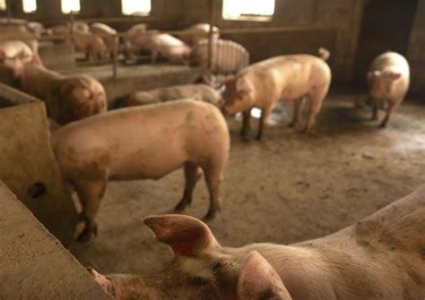 加拿大一食品公司因数十名员工确诊 暂停向中国出口猪肉_McCain