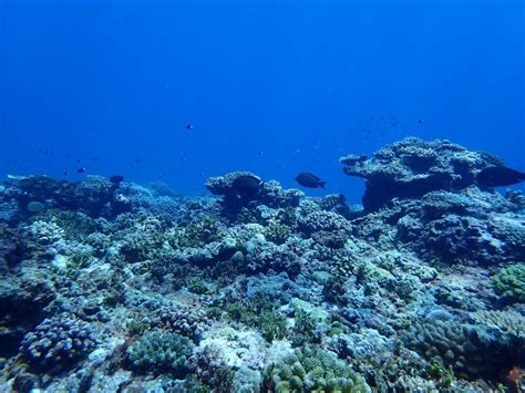 科学网—珊瑚礁科学概论 - 科学出版社的博文