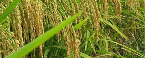 东北水稻亩产多少斤，东北水稻一年几季-农百科