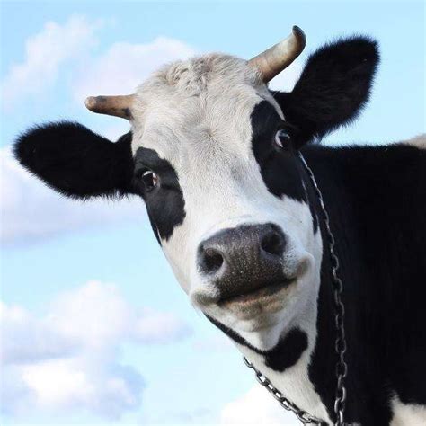 安科拉长角牛的外形特征（附安科拉长角牛图片） - 胖萌舍宠物网