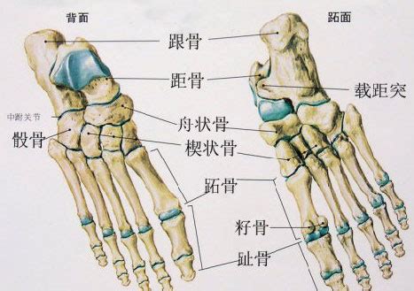 正常人体足部解剖学-人体解剖图,_医学图库