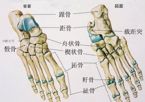 脚的结构图图片