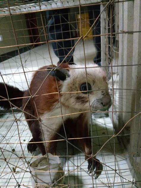 似猫非猫，国家二级保护动物豹猫在惠州象头山再次被发现-南粤山川秀美-关注森林网
