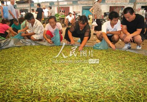 豆丹价格昂贵堪比长江刀鱼 灌云县种大豆养豆虫成为高效农业首选项目