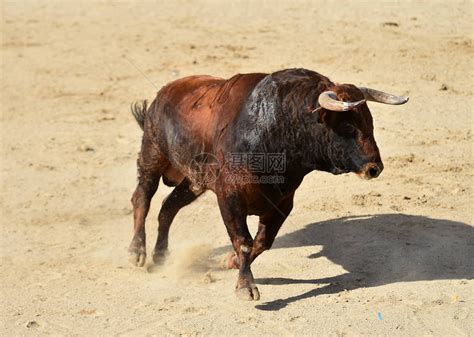 一头有大角的强大公牛在西班牙斗牛场上奔跑高清图片下载-正版图片506366387-摄图网