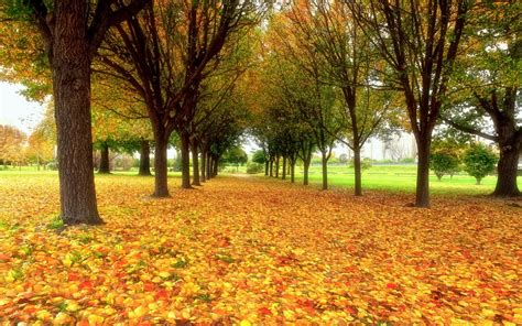 森林公园里铺满秋天落叶的小路高清图片下载-正版图片500666570-摄图网