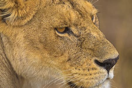 非洲雄狮高清图片下载-正版图片501334277-摄图网