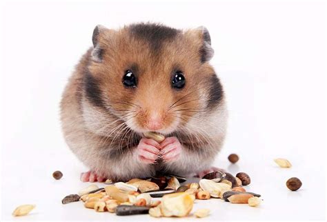 仓鼠除了吃仓鼠粮，还可以吃啥东西？条件好了，只爱吃荤的了|仓鼠|鼠粮|坚果_新浪新闻
