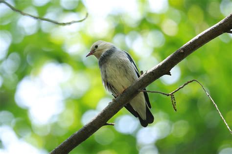 灰椋鸟-江西庐山常见鸟类-图片