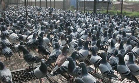 哪里有卖公斤鸽子的公斤鸽子多少钱_观赏鸽_山东大型养殖场