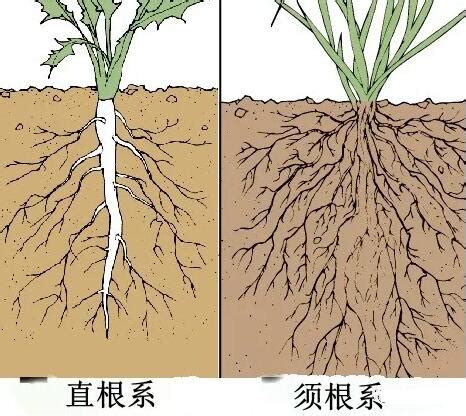 SBB成果：植物根系性状对土壤线虫功能群的影响机制和调控对策-南京农业大学-土壤生态实验室