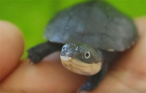 大巴西龟乌龟宠物龟活物黄金巴西龟巴西彩龟活物龟 1-4斤包邮-阿里巴巴