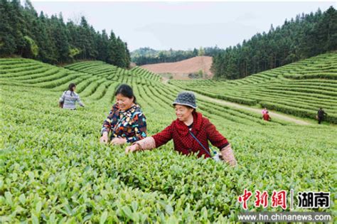 一亩茶园的故事：投6万让你做茶地主，透支未来市值60万的茶|界面新闻 · JMedia