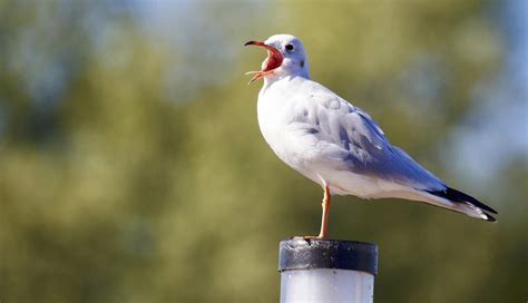 白洋淀划定9个鸟类重要栖息地