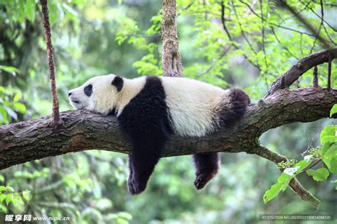 熊猫树上熊猫果！大熊猫挂树睡觉名场面又来了_凤凰网视频_凤凰网