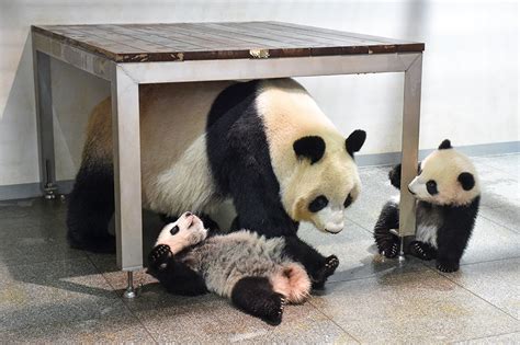 玩耍时用力过猛 上野动物园大熊猫“香香”损坏馆内设施