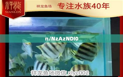 广州水族市场排名前十（广州水族市场排名前十名） - 广州水族批发市场 - 广州观赏鱼批发市场