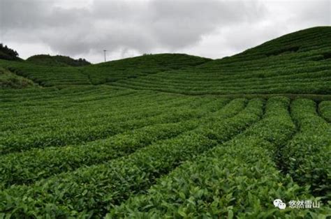 茶园“养羊控草”！ 景宁茶产业高质量绿色发展有妙招