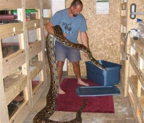 世界上最长的蛇，亚洲网纹蟒最长12米
