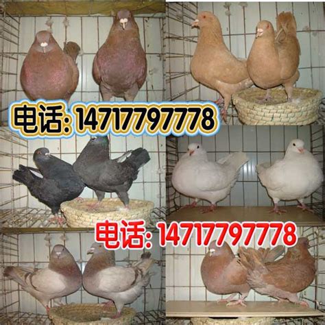 中国观赏鸽-中国信鸽信息网相册