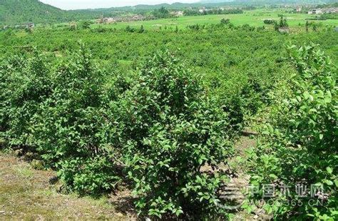油茶树的种植方法，可以通过以下5步进行 —【发财农业网】