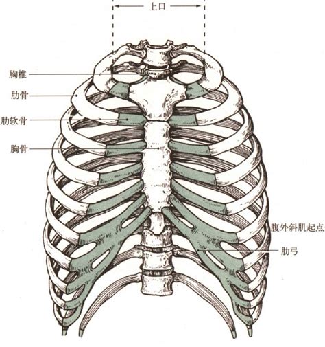 正常人体胸廓解剖图-人体解剖图,_医学图库