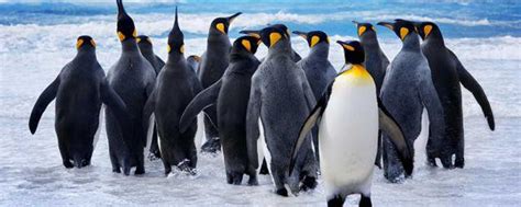 关于企鹅的资料 企鹅吃什么_知秀网