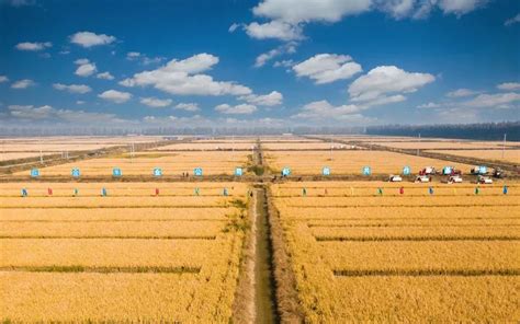 潜江虾稻产业走出绿色创新发展之路 - 湖北省人民政府门户网站