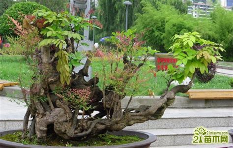 南天竹盆景如何造型 南天竹盆景的修剪方法_爱花网