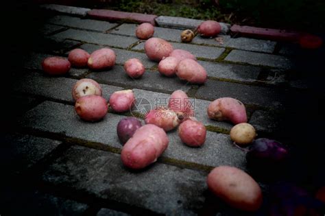马铃薯和土豆高清图片下载-正版图片504212285-摄图网