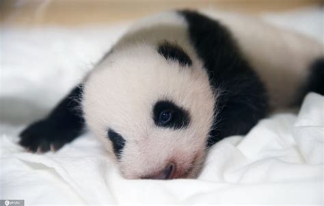 2017年新生大熊猫宝宝集体亮相 今年繁育幼仔42只创历史最高 - 滚动 - 华西都市网新闻频道