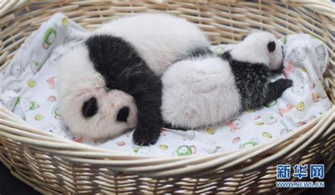 2020年全球首对圈养大熊猫双胞胎名字揭晓：“热干面”“蛋烘糕”-新闻中心-温州网
