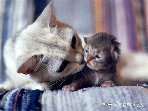 从什么渠道可以得到一只刚出生的小猫然后开始和它做好朋友直到它老去？ - 知乎