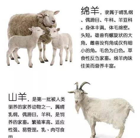 杜泊羊是山羊还是绵羊，绵羊和山羊有什么区别-农百科