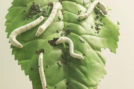 蚕吃什么叶子（家蚕饲养指南） – 碳资讯