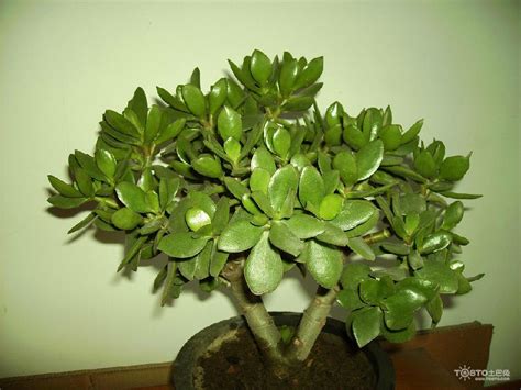 绿玉树盆栽植物3d模型下载_模型ID:30465-让提网