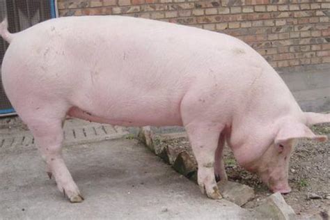 会议中心-畜牧业猪业生猪研讨会-养猪论坛会议|搜猪网_中国生猪预警网
